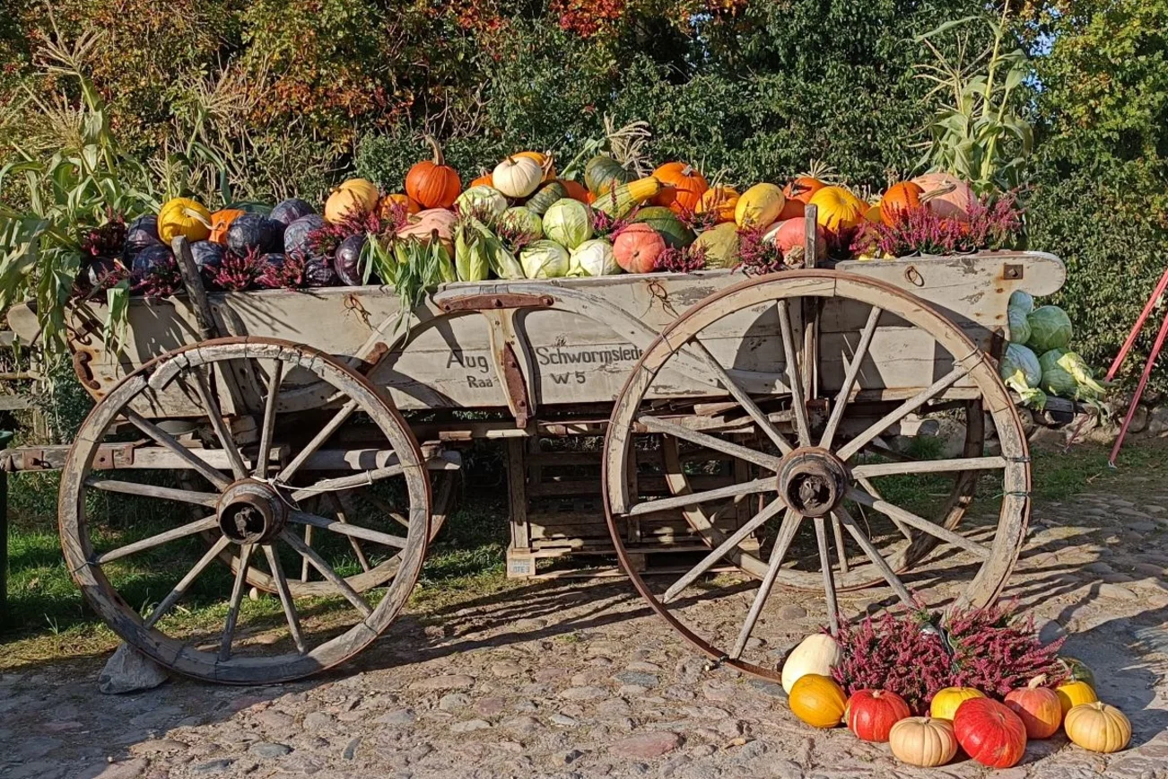 Erntedank Kutsche Kürbisse