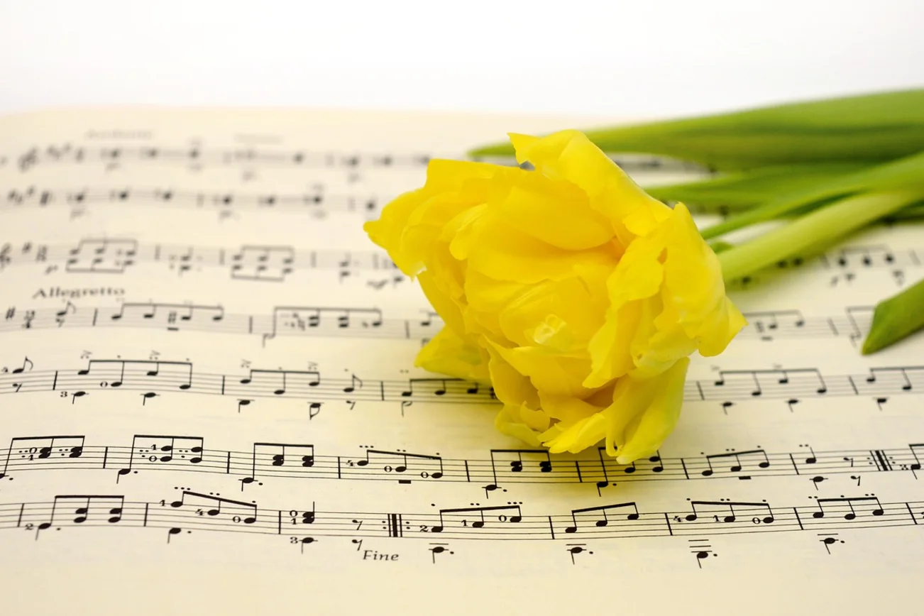 Tulpe leigt auf Notenblatt