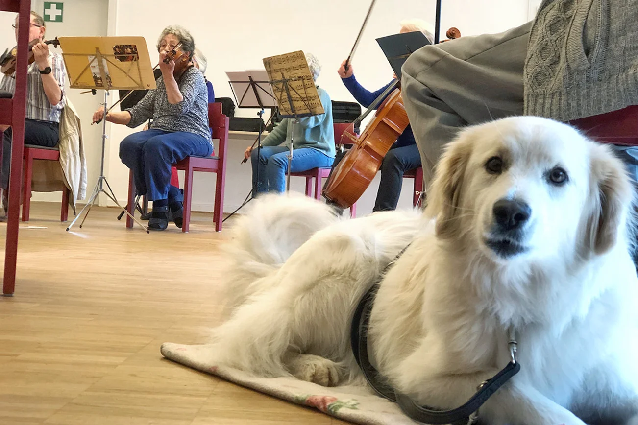 Im Vordergrund liegt ein weißer Hund. Im Hintergrund musizieren im Sitzen auf roten Stühlen mehrere Personen