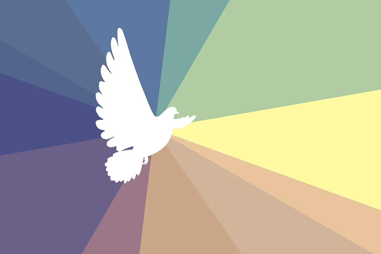 Fliegende weiße Taube vor farbigem Hintergrund