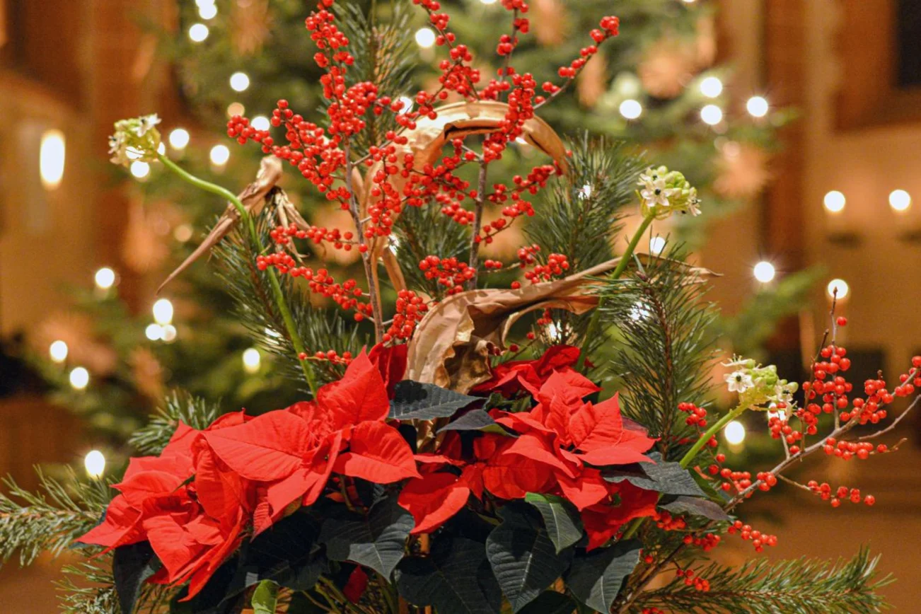 Gesteck mit roten Weihnachtssternen im Altarraum