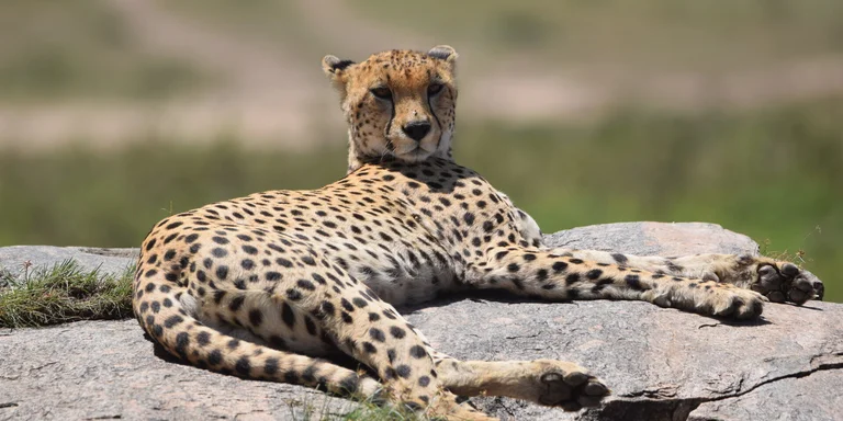 Gepard