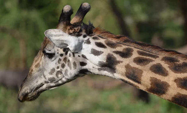 Giraffe