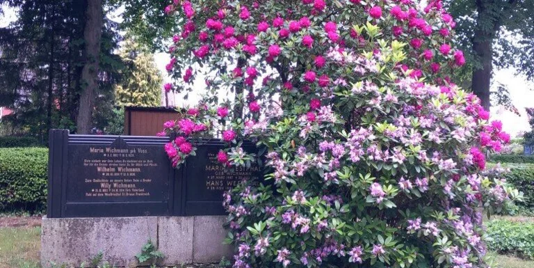 Grabmal mit blühendem Rhododendron