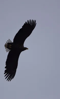 Seeadler